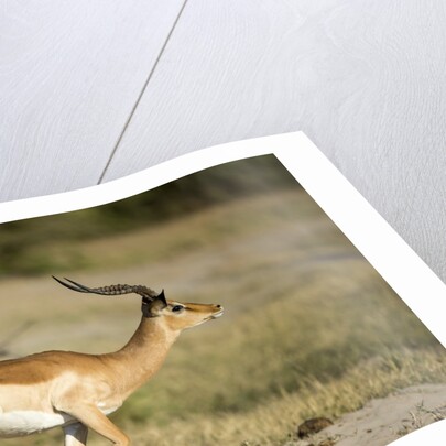 Running Impala, Moremi Game Reserve, Botswana by Anonymous