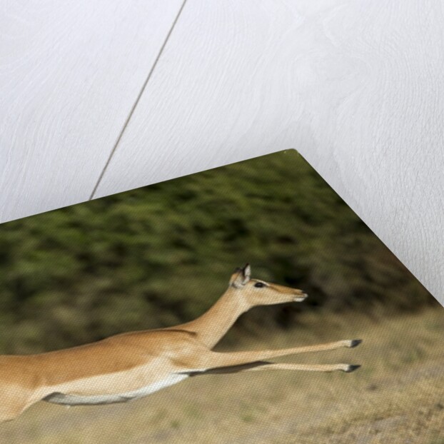 Leaping Impala, Chobe National Park, Botswana by Anonymous