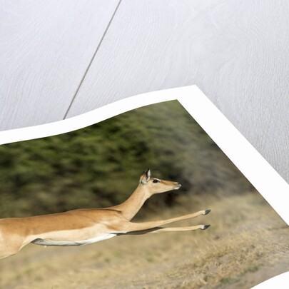 Leaping Impala, Chobe National Park, Botswana by Anonymous