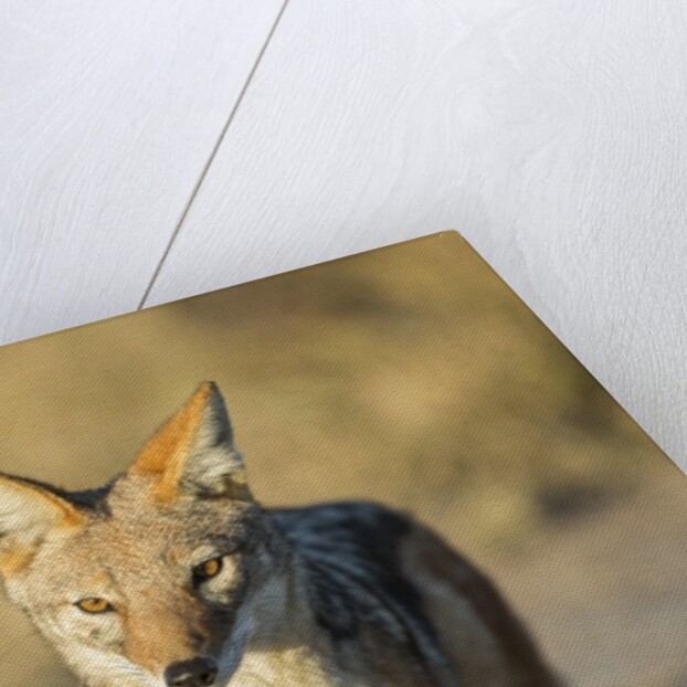 Black-backed Jackal, Nxai Pan National Park,Botswana by Anonymous
