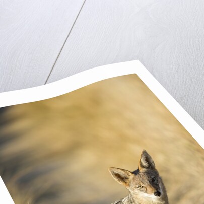 Black-backed Jackal, Nxai Pan National Park,Botswana by Anonymous