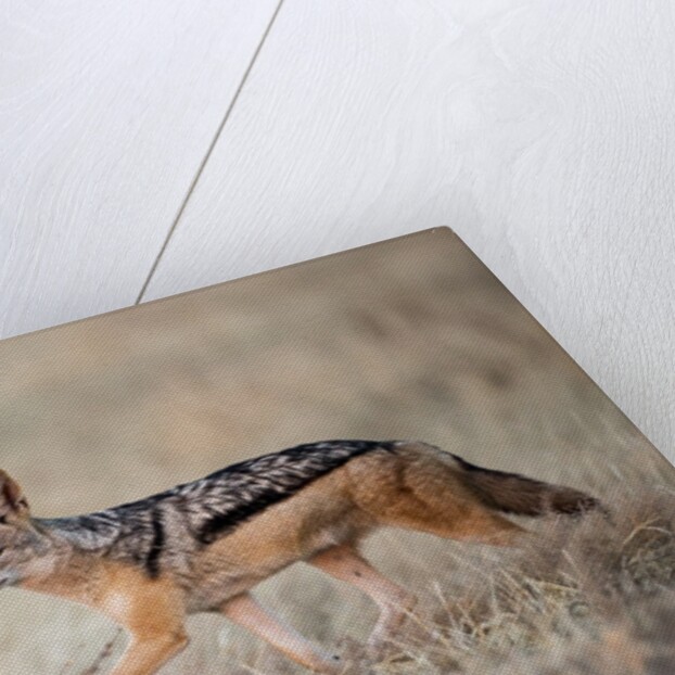 Black-backed Jackal, Chobe National Park,Botswana by Anonymous