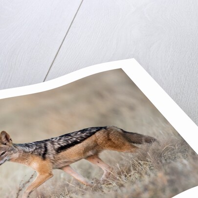 Black-backed Jackal, Chobe National Park,Botswana by Anonymous