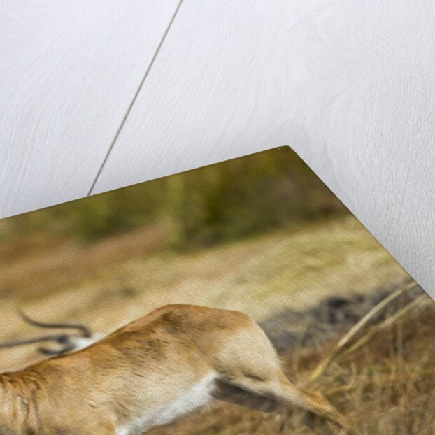 Lechwe, Moremi Game Reserve, Botswana by Anonymous