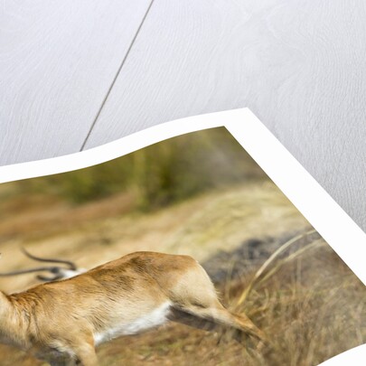 Lechwe, Moremi Game Reserve, Botswana by Anonymous