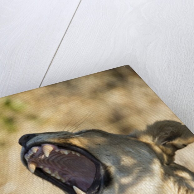 Yawning Lioness, Chobe National Park, Botswana by Anonymous