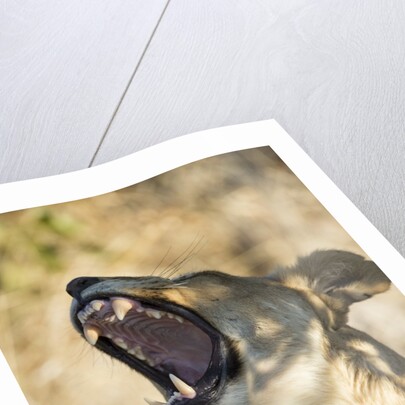 Yawning Lioness, Chobe National Park, Botswana by Anonymous