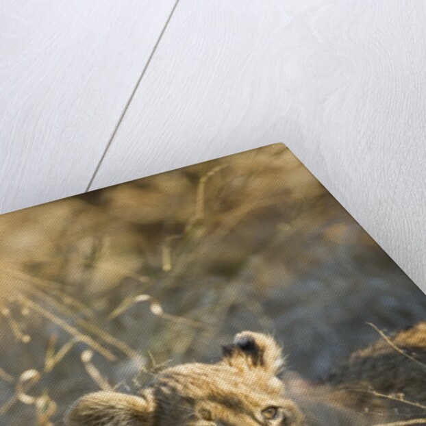 Lion Cub in Tall Grass, Chobe National Park, Botswana by Anonymous