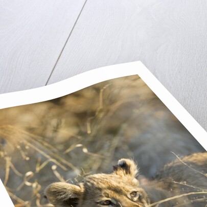 Lion Cub in Tall Grass, Chobe National Park, Botswana by Anonymous