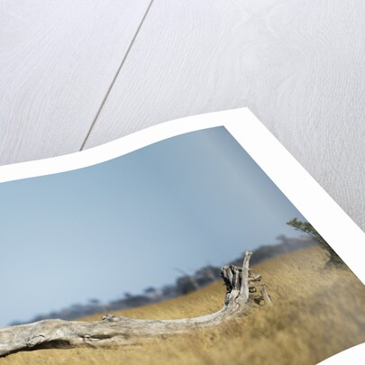 Lioness Standing on Dead Tree, Chobe National Park, Botswana by Anonymous