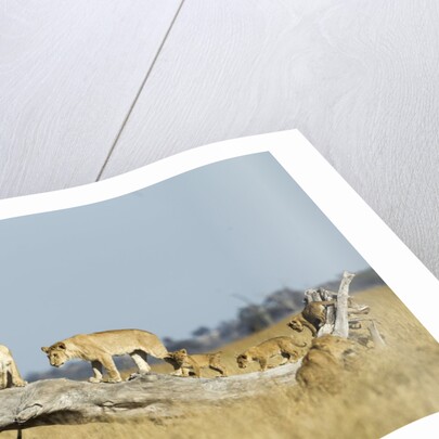 Lion Pride Standing on Dead Tree, Chobe National Park, Botswana by Anonymous