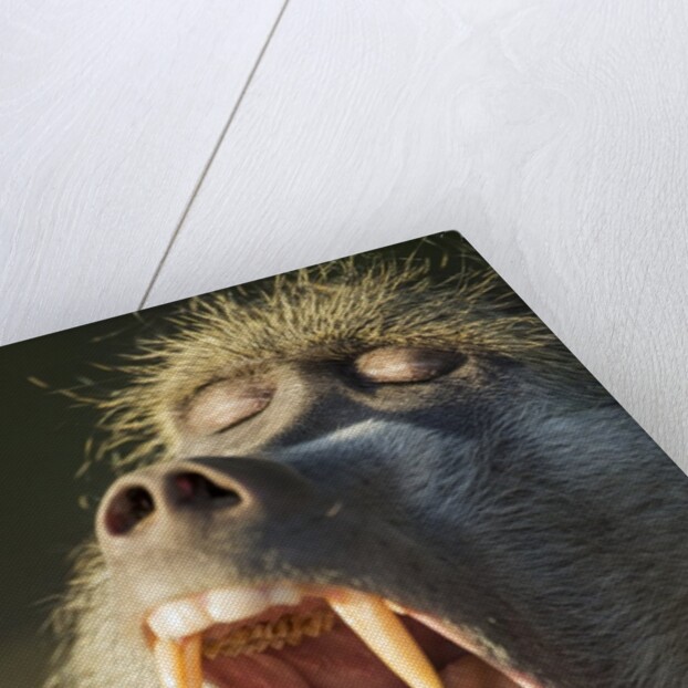 Chacma Baboon Fangs, Chobe National Park, Botswana by Anonymous