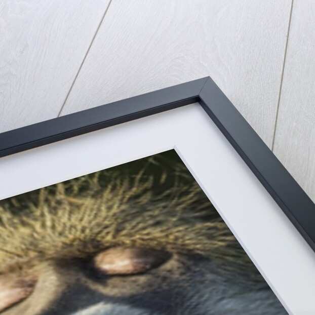 Chacma Baboon Fangs, Chobe National Park, Botswana by Anonymous