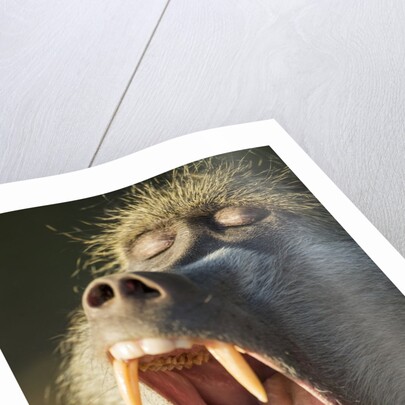 Chacma Baboon Fangs, Chobe National Park, Botswana by Anonymous
