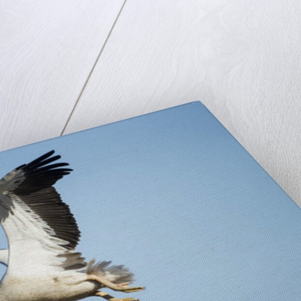 Pelican, Moremi Game Reserve, Botswana by Anonymous
