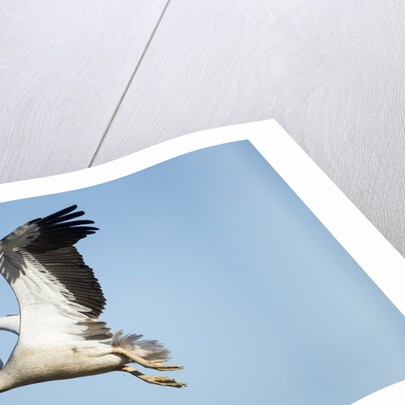 Pelican, Moremi Game Reserve, Botswana by Anonymous