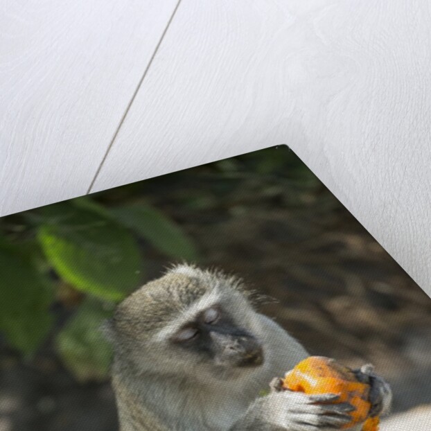 Vervet Monkey, Moremi Game Reserve, Botswana by Anonymous