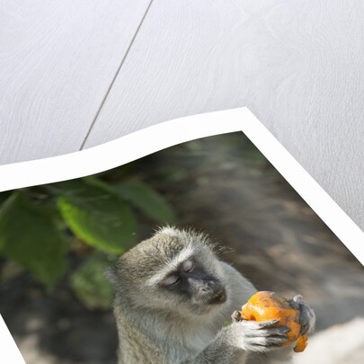 Vervet Monkey, Moremi Game Reserve, Botswana by Anonymous