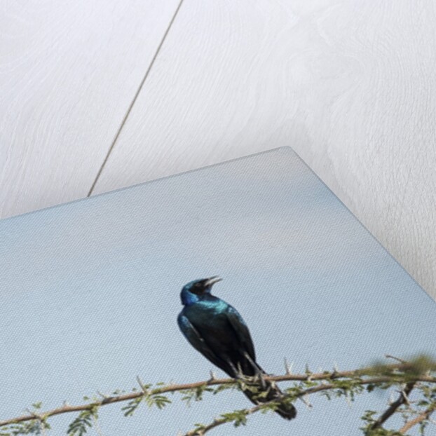 Burchellâ€™s Starling, Chobe National Park, Botswana by Anonymous