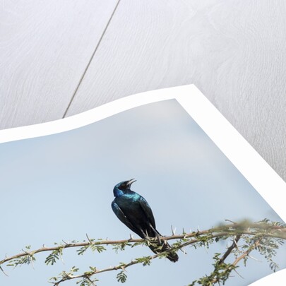 Burchellâ€™s Starling, Chobe National Park, Botswana by Anonymous