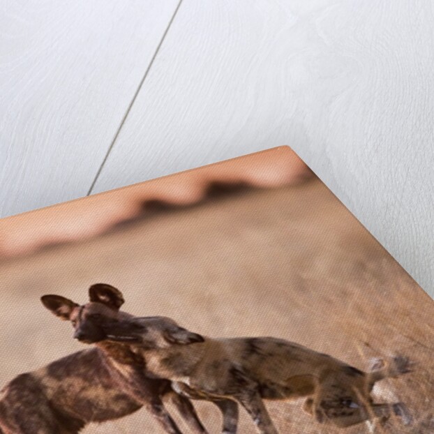 Wild Dogs, Moremi Game Reserve, Botswana by Anonymous
