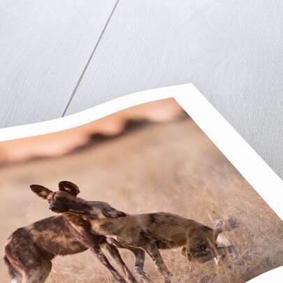 Wild Dogs, Moremi Game Reserve, Botswana by Anonymous
