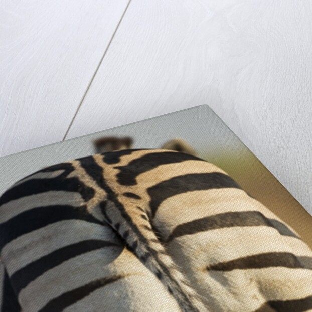 Plains Zebra, Moremi Game Reserve, Botswana by Anonymous