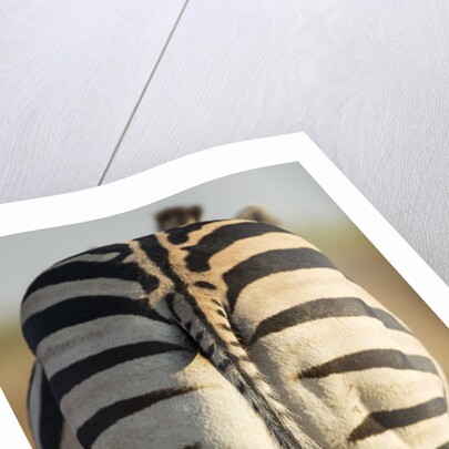 Plains Zebra, Moremi Game Reserve, Botswana by Anonymous
