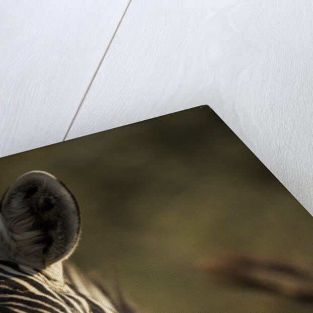 Plains Zebra, Moremi Game Reserve, Botswana by Anonymous