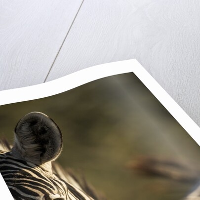 Plains Zebra, Moremi Game Reserve, Botswana by Anonymous