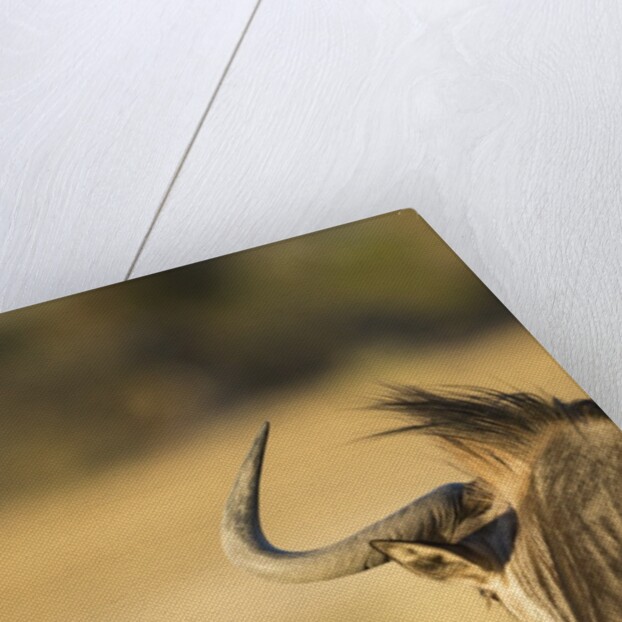 Wildebeest, Moremi Game Reserve, Botswana by Anonymous