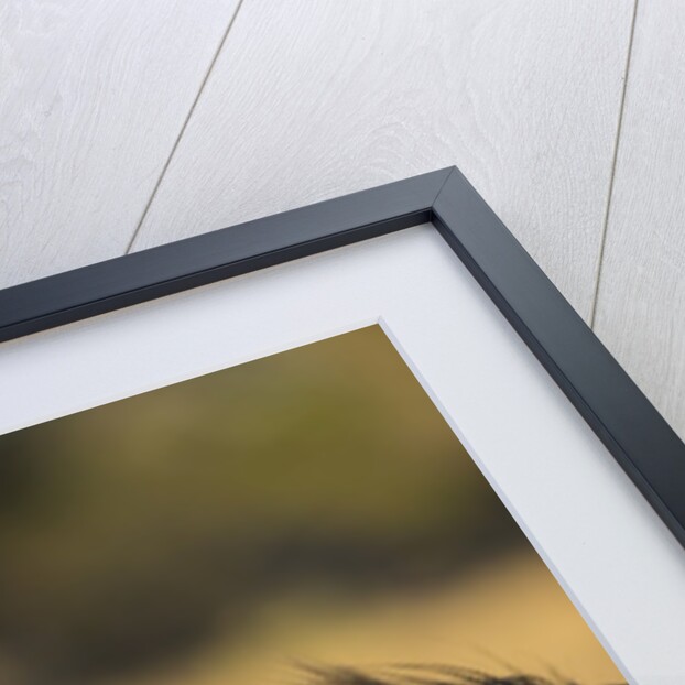 Wildebeest, Moremi Game Reserve, Botswana by Anonymous