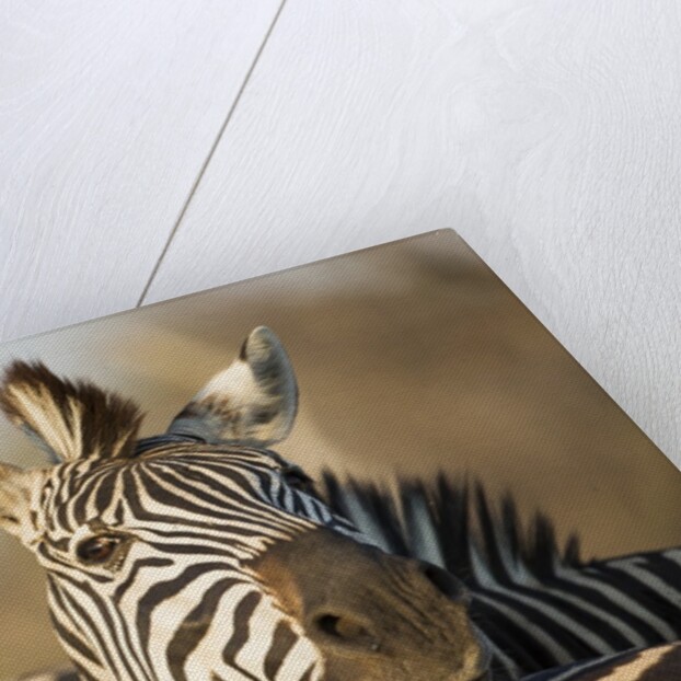 Plains Zebra Herd, Moremi Game Reserve, Botswana by Anonymous