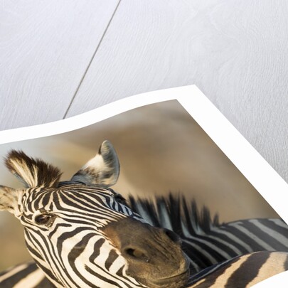 Plains Zebra Herd, Moremi Game Reserve, Botswana by Anonymous