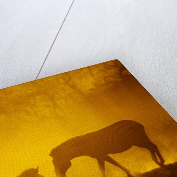 Plains Zebra at Sunset, Moremi Game Reserve, Botswana by Anonymous