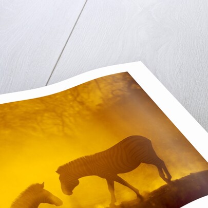 Plains Zebra at Sunset, Moremi Game Reserve, Botswana by Anonymous