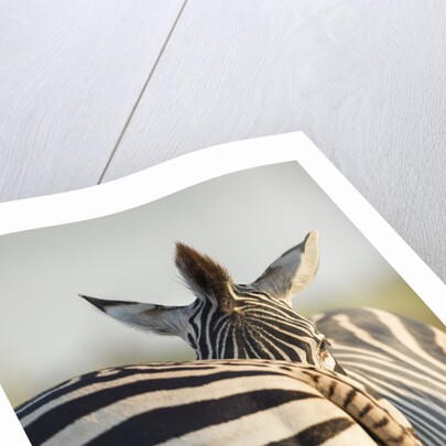 Plains Zebra Herd, Moremi Game Reserve, Botswana by Anonymous