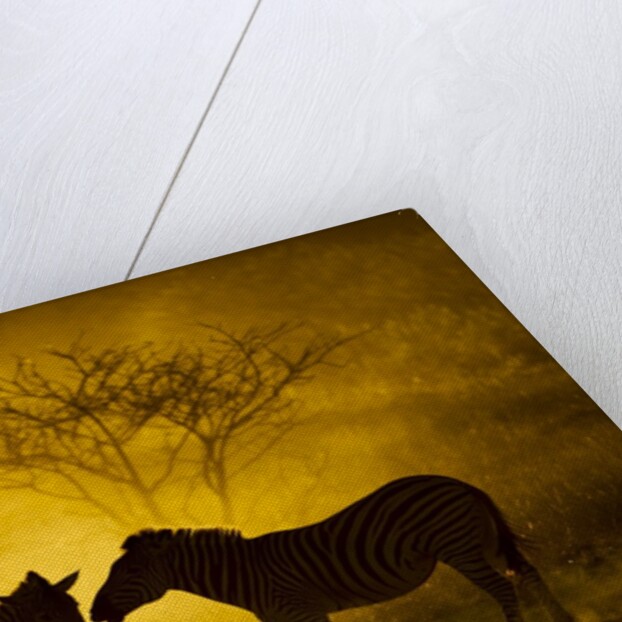 Plains Zebra at Sunset, Moremi Game Reserve, Botswana by Anonymous