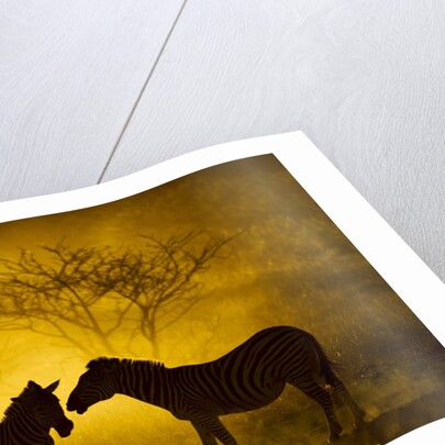 Plains Zebra at Sunset, Moremi Game Reserve, Botswana by Anonymous