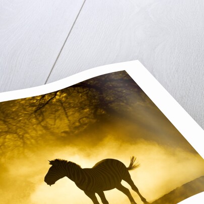 Plains Zebra at Sunset, Moremi Game Reserve, Botswana by Anonymous