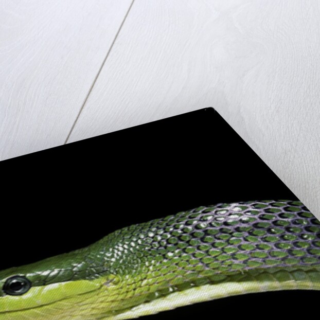 Gonyosoma oxycephala (red-tailed green rat snake) by Anonymous