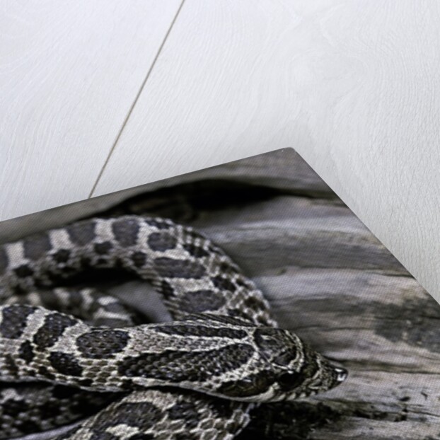 Heterodon nasicus (western hog-nosed snake) - young by Anonymous