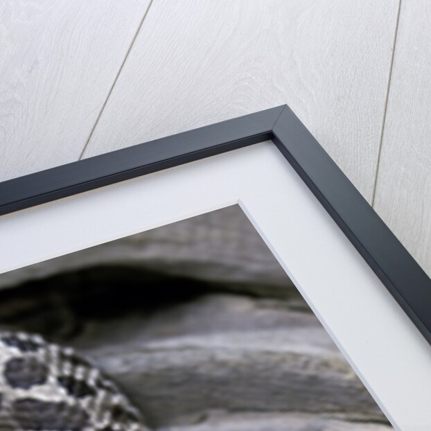 Heterodon nasicus (western hog-nosed snake) - young by Anonymous