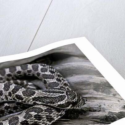 Heterodon nasicus (western hog-nosed snake) - young by Anonymous