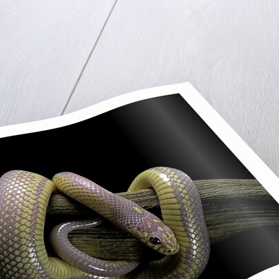 Lampropeltis getula californiae f. albino (California kingsnake) by Anonymous