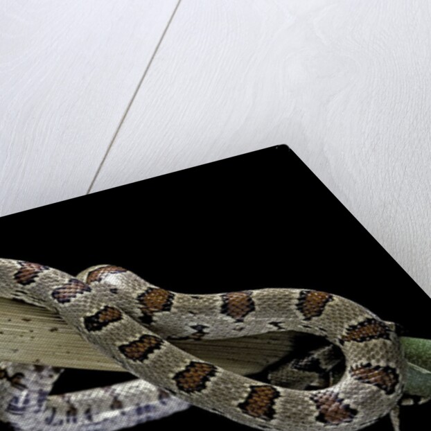 Lampropeltis mexicana (mexican kingsnake) by Anonymous