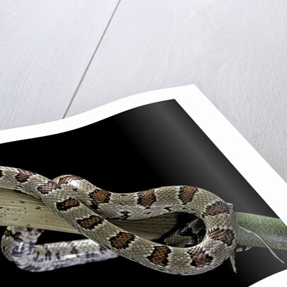 Lampropeltis mexicana (mexican kingsnake) by Anonymous