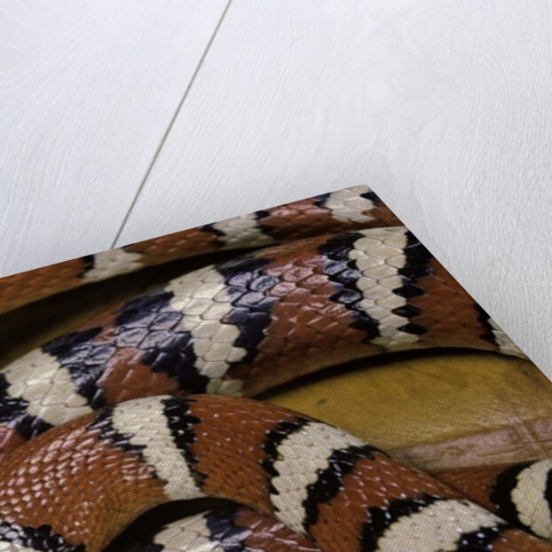 Lampropeltis pyromelana woodini (Sonoran mountain kingsnake) by Anonymous