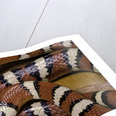 Lampropeltis pyromelana woodini (Sonoran mountain kingsnake) by Anonymous