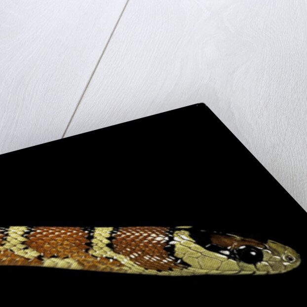 Lampropeltis pyromelana woodini (Sonoran mountain kingsnake) by Anonymous
